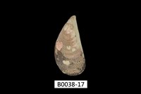 藏品(紫孔雀殼菜蛤)的圖片